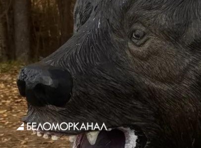 Агрессивный медведь кошмарил жителей деревни в Виноградовском округе. Его застрелили